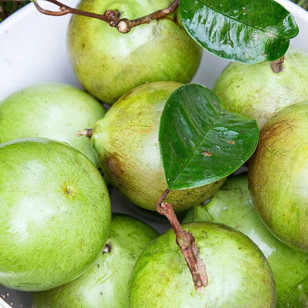 White Star Apple Seeds