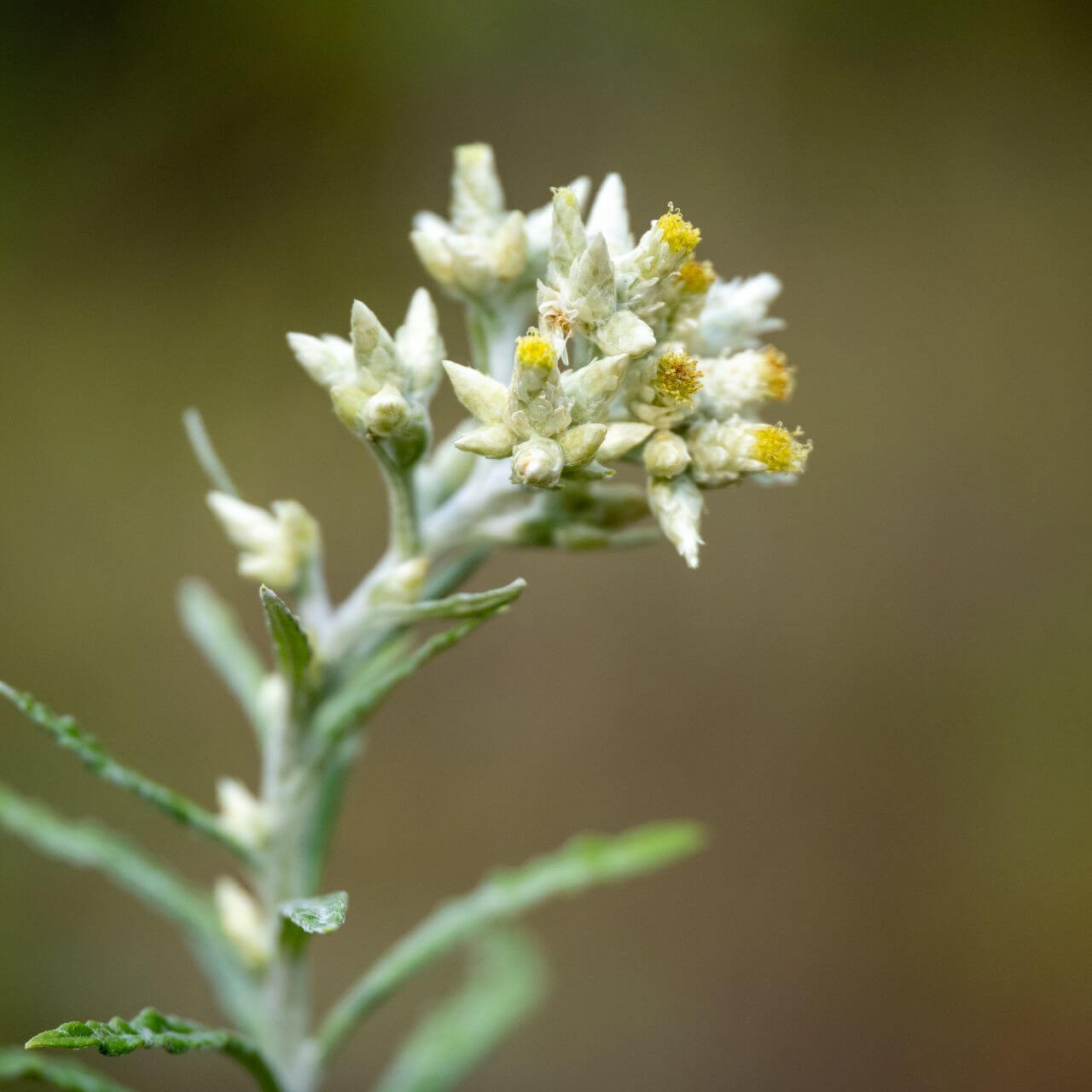White Sweet Everlasting Seeds - Flower Plant