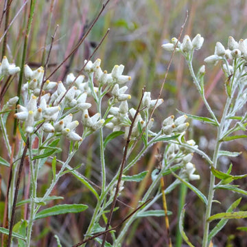 White Sweet Everlasting Seeds - Flower Plant