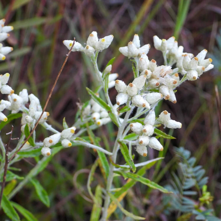White Sweet Everlasting Seeds - Flower Plant