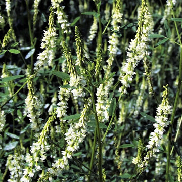 White Sweetclover Seeds – Drought-Tolerant Pollinator Plant