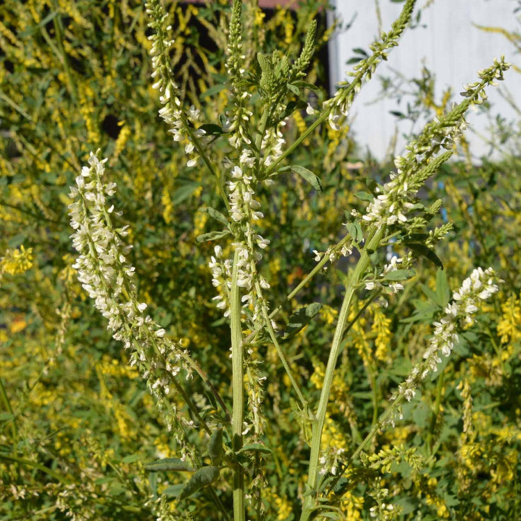White Sweetclover Seeds – Drought-Tolerant Pollinator Plant