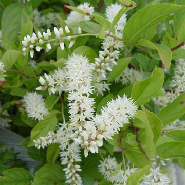 White Sweetspire Seeds - Flower Plant