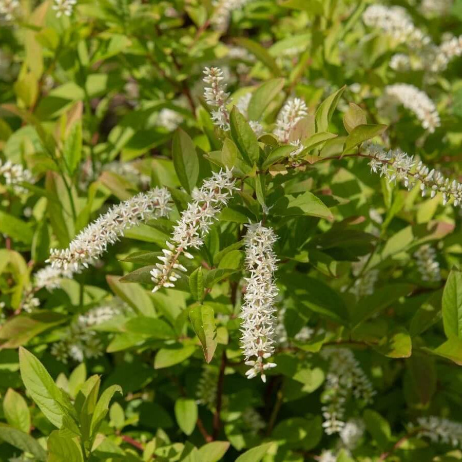White Sweetspire Seeds - Flower Plant
