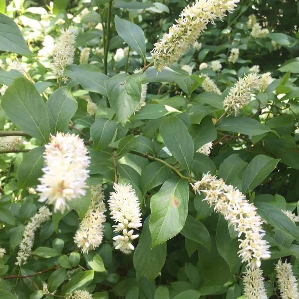 White Sweetspire Seeds - Flower Plant