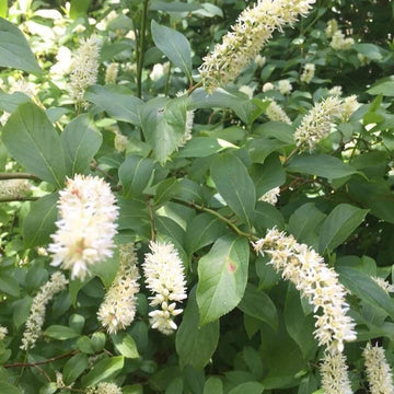 White Sweetspire Seeds - Flower Plant