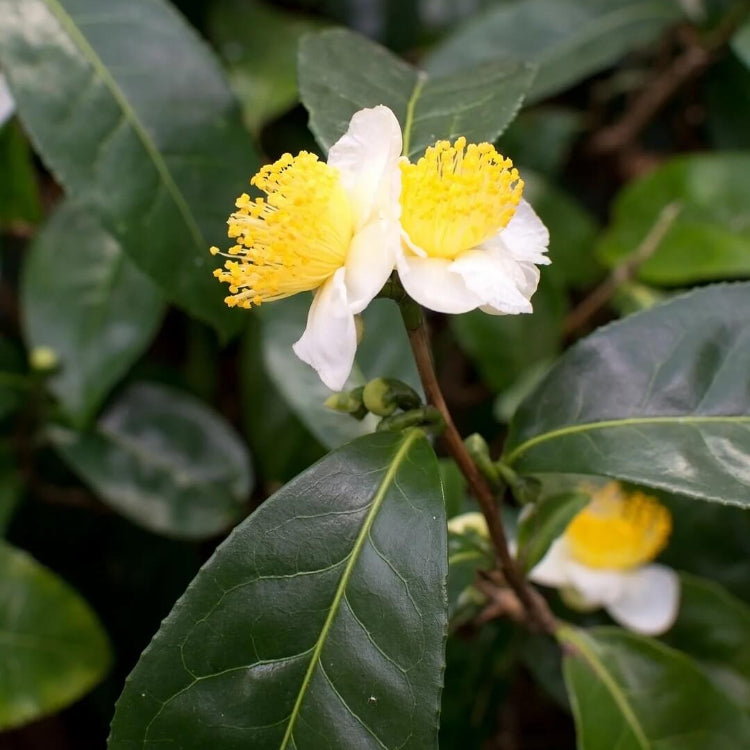 White Tea Plant Seeds