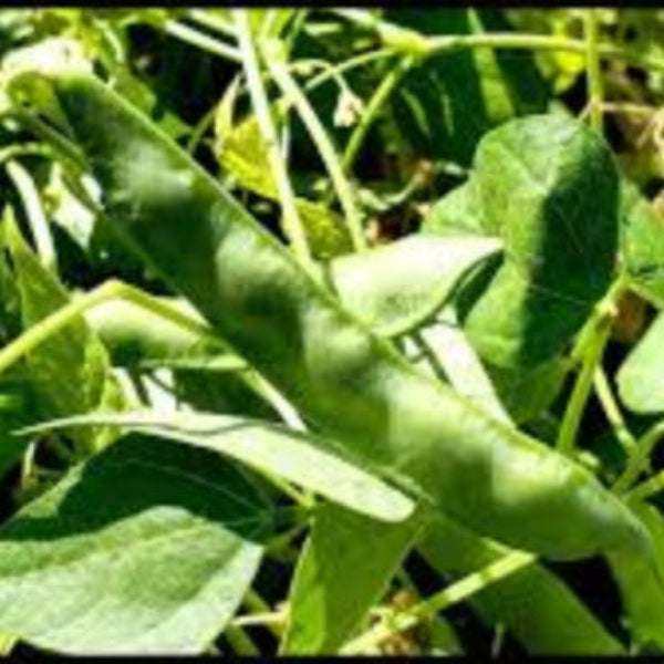 White Tepary Bean Seeds 