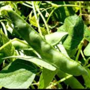 White Tepary Bean Seeds 
