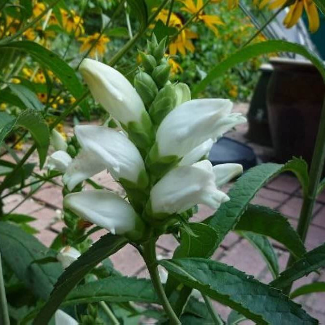 White Turtlehead Seeds – Wildflower Mix, Heirloom

