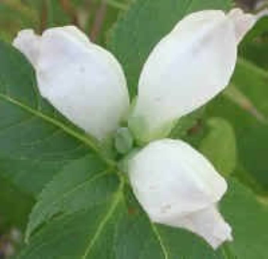 White Turtlehead Seeds – Wildflower Mix, Heirloom
