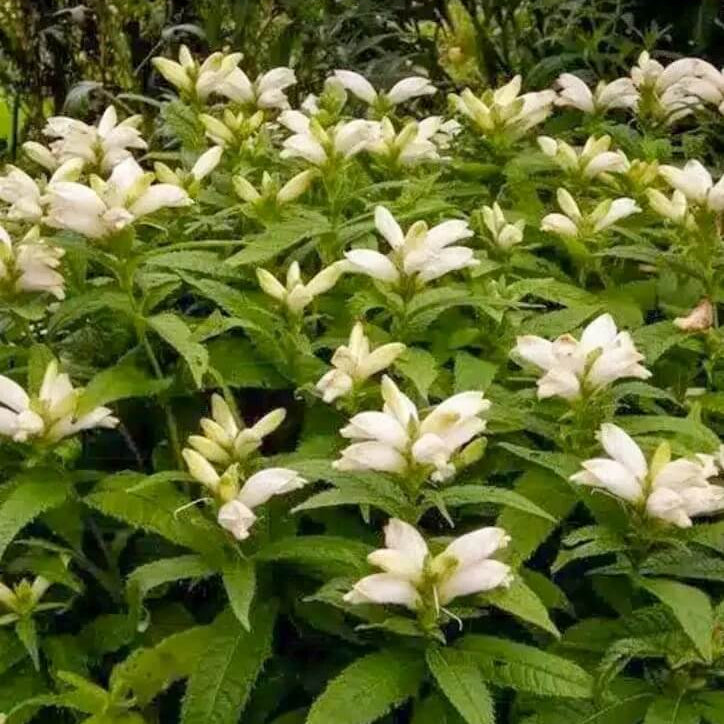 White Turtlehead Seeds – Wildflower Mix, Heirloom
