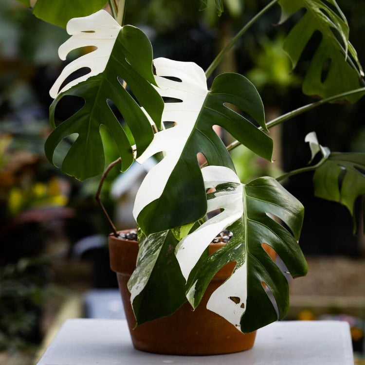 White Variegated Monstera Seeds