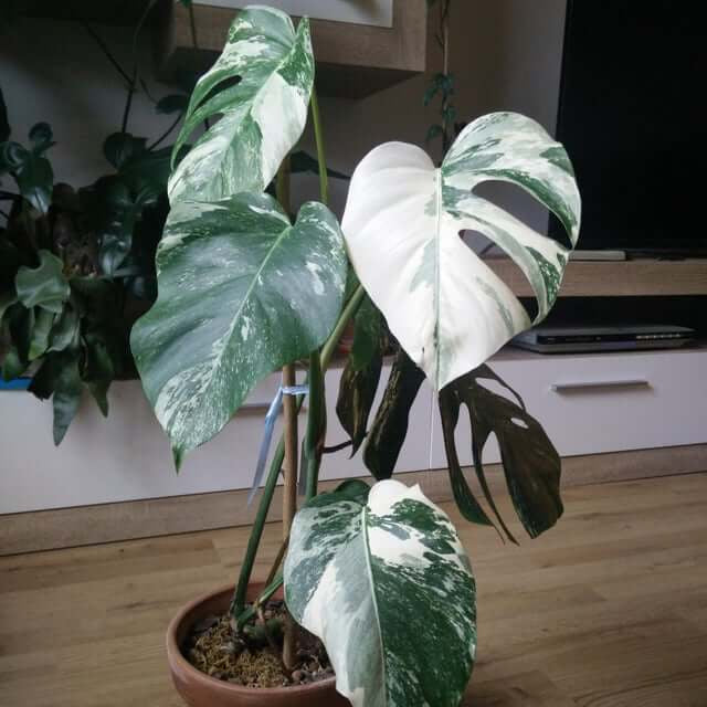 White Variegated Monstera Seeds