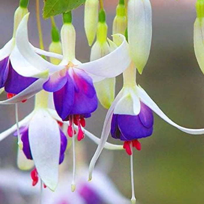 White Violet Fuchsia Seeds