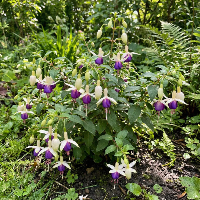 White Violet Fuchsia Seeds