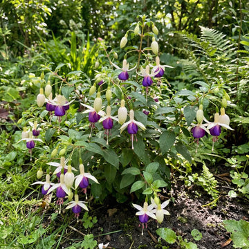 White Violet Fuchsia Seeds