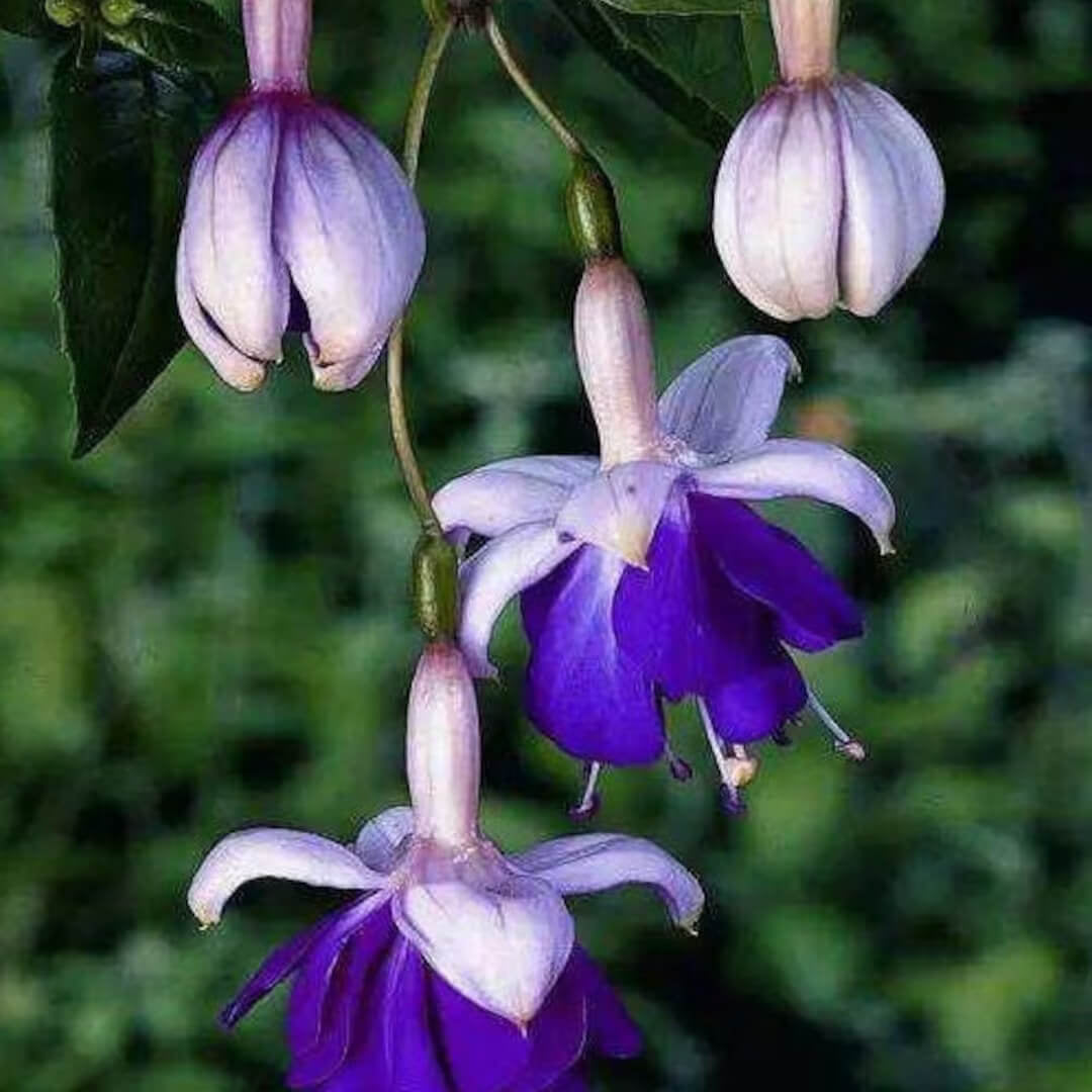 White Violet Fuchsia Seeds