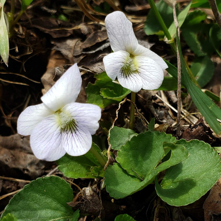 White Violet Seeds