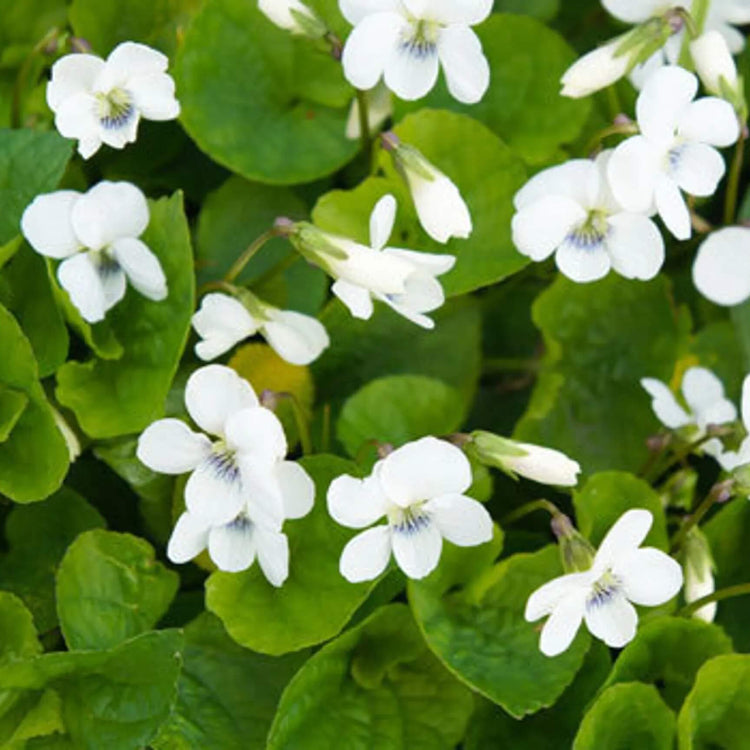 White Violet Seeds