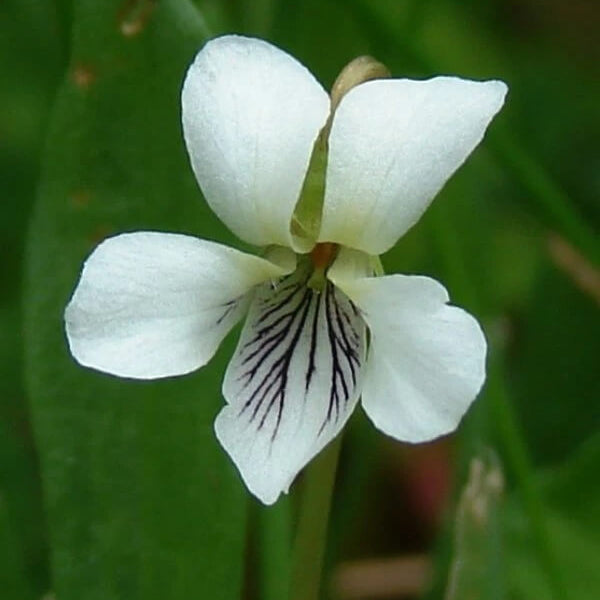 White Violet Seeds