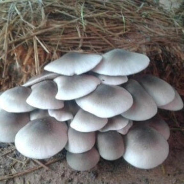 White Volvariella Mushroom Spawn