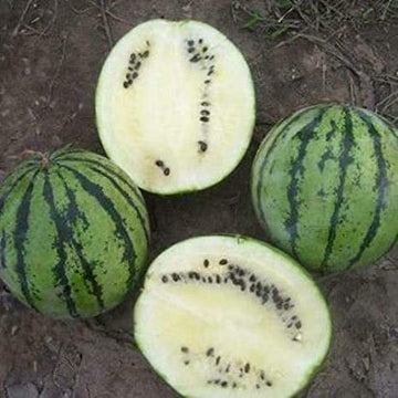 White Watermelon Seeds 