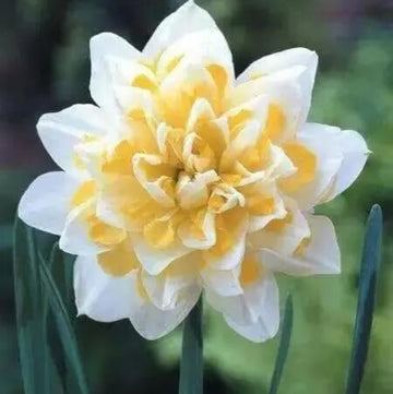 White Yellow Double Petals Narcissus Daffodil Seeds