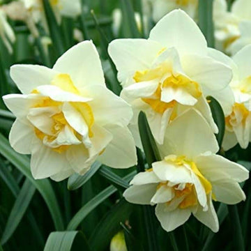 White Yellow Double Petals Narcissus Daffodil Seeds