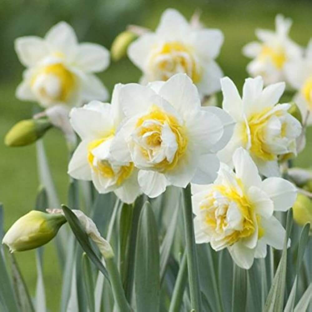 White Yellow Double Petals Narcissus Daffodil Seeds