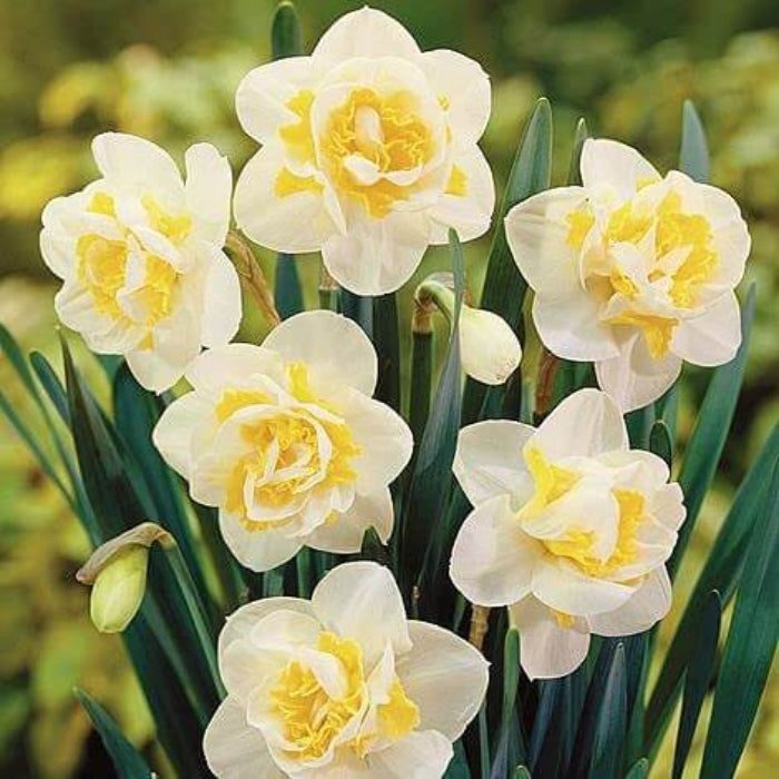 White Yellow Double Petals Narcissus Daffodil Seeds