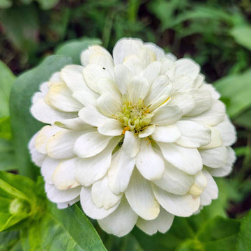 White Zinnia Seeds