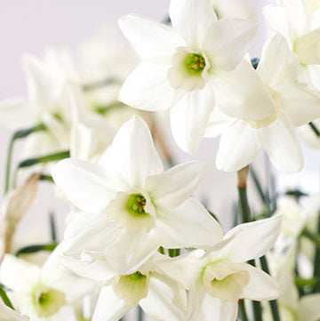 White and Green Daffodil Seeds 