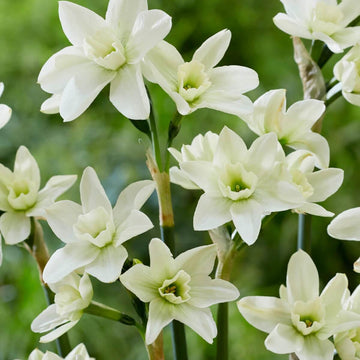 White and Green Daffodil Seeds 