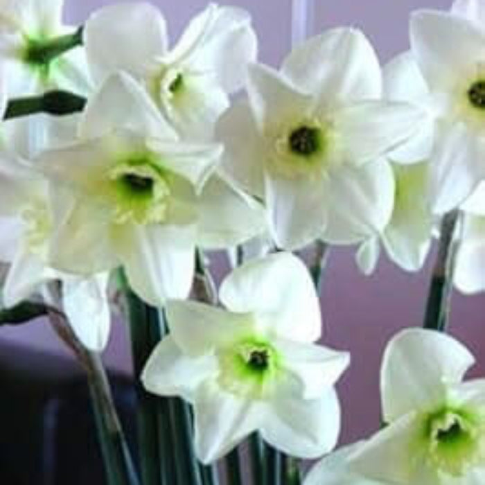 White and Green Daffodil Seeds 