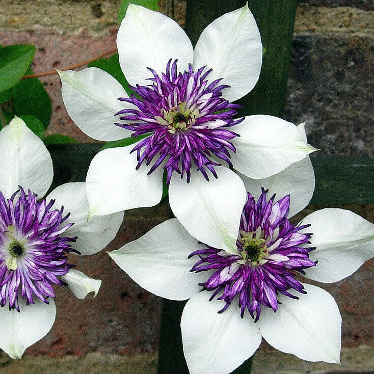 White and Purple Clematis Seeds