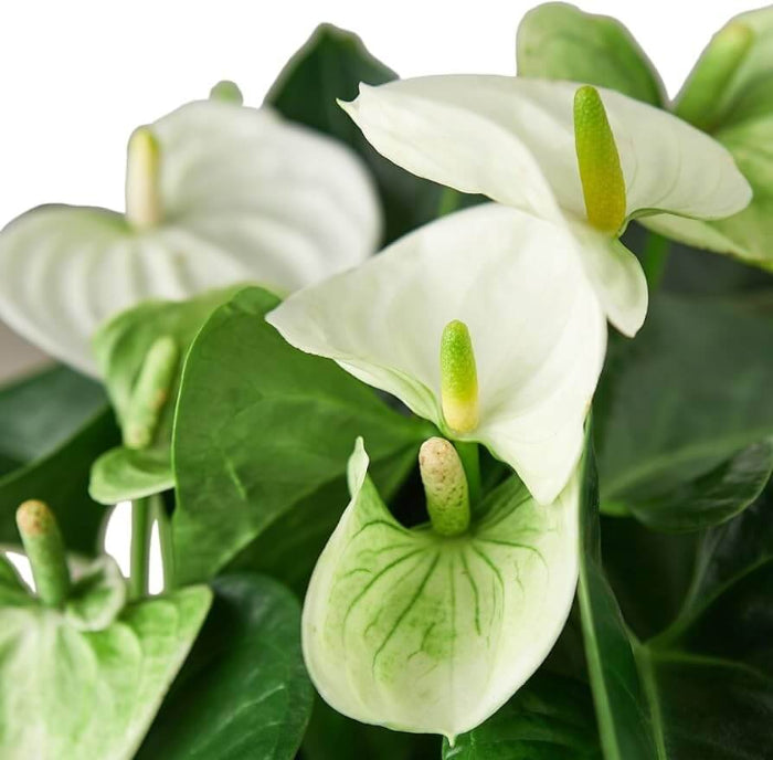 White anthurium andraeanum Seeds