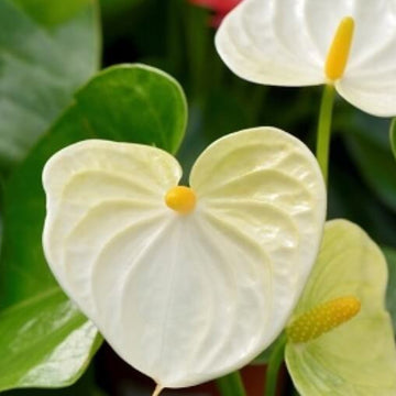 White anthurium andraeanum Seeds