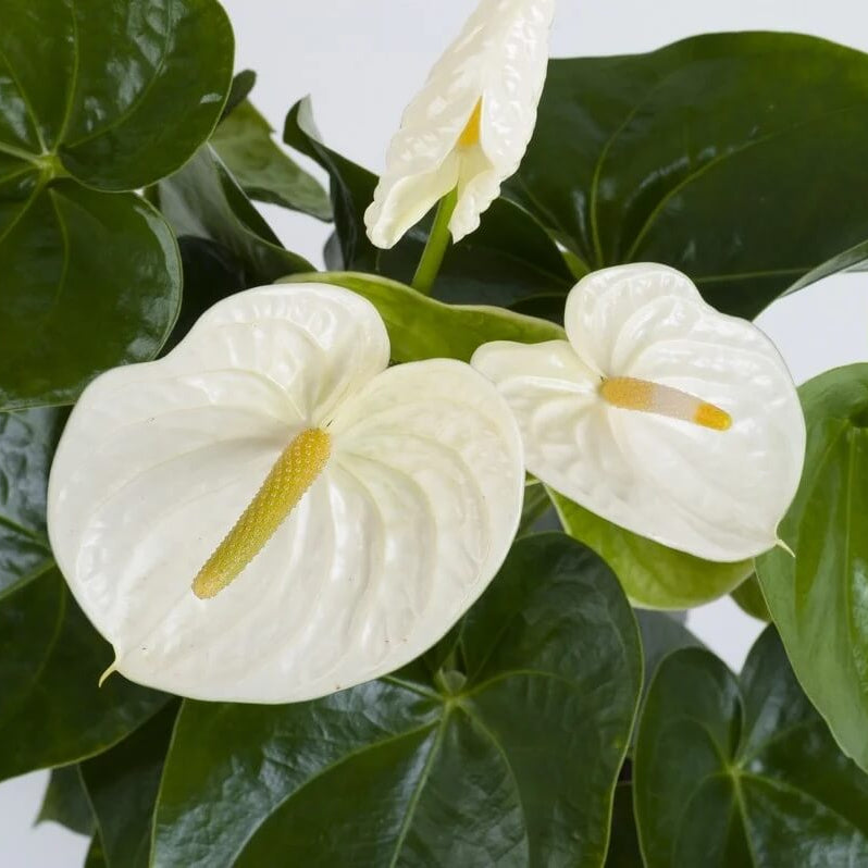 White anthurium andraeanum Seeds
