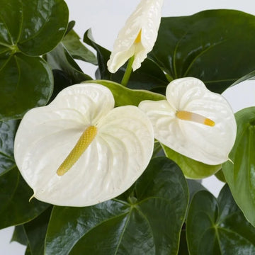 White anthurium andraeanum Seeds