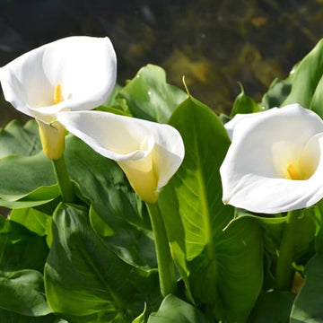 White calla lily seeds 