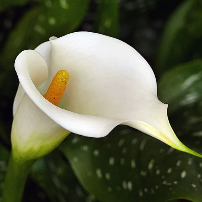 White calla lily seeds 