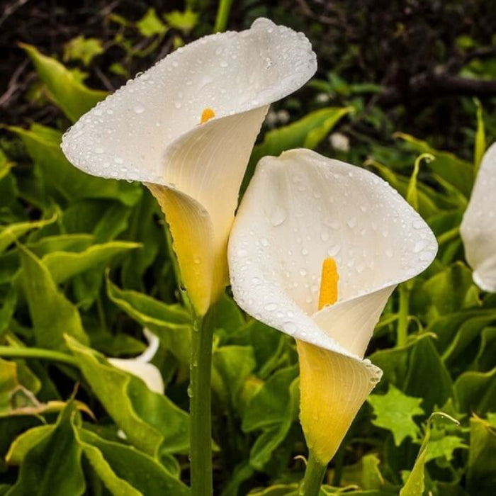 White calla lily seeds 