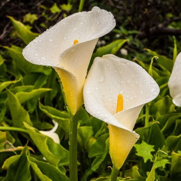 White calla lily seeds 