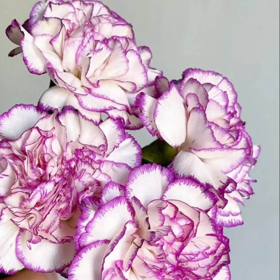  White violet Carnation Seeds