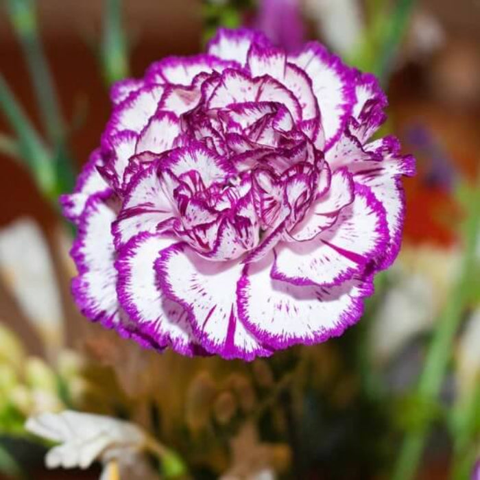  White violet Carnation Seeds