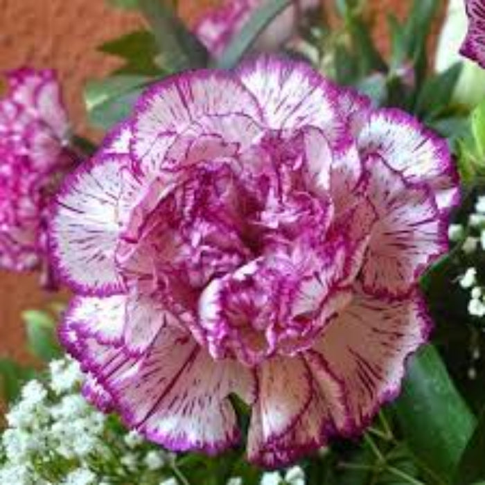  White violet Carnation Seeds