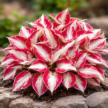 WhiteandRedHostaSeeds_FlowerPlant