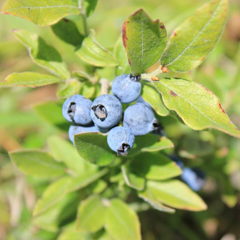Whortleberry Seeds