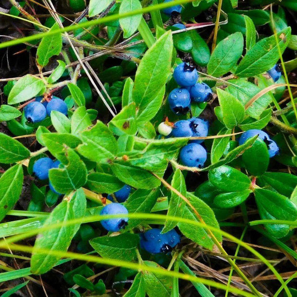 Whortleberry Seeds